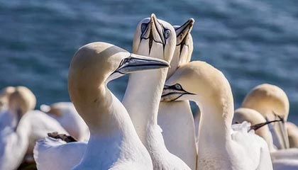 开云官网APP下载-韩国K联赛本轮焦点战：全北迎战蔚山，韩国k联赛冠军