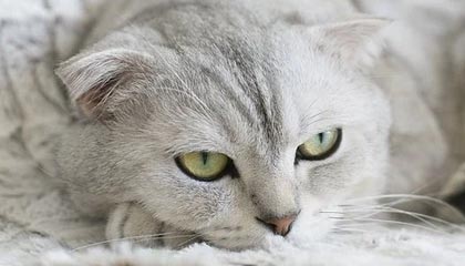 开云官网APP下载-韩国K联赛本轮焦点战：全北迎战蔚山，韩国k联赛冠军