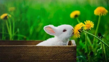 开云平台-LCK季后赛预测分析，lck季后赛队伍名单