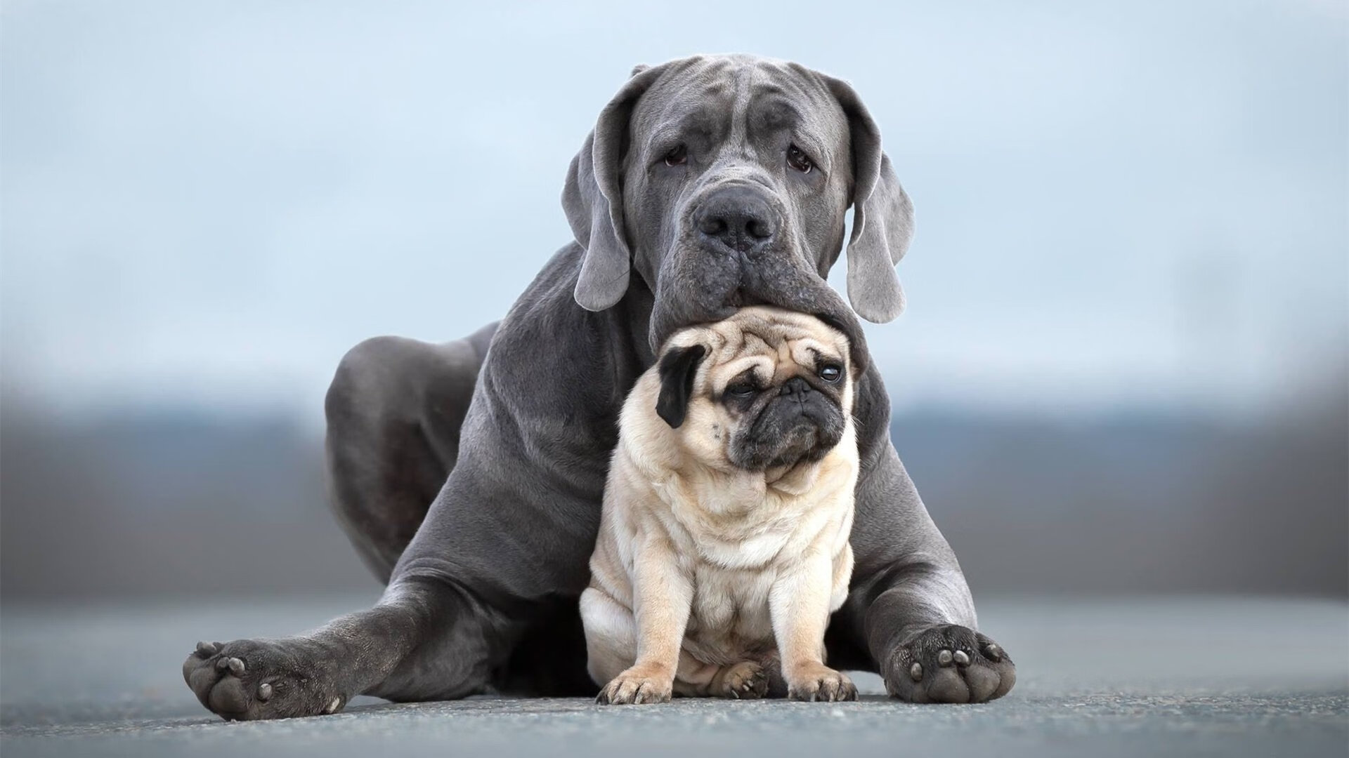 “腰旗式美式橄榄球：东部新区赛场首次亮相”