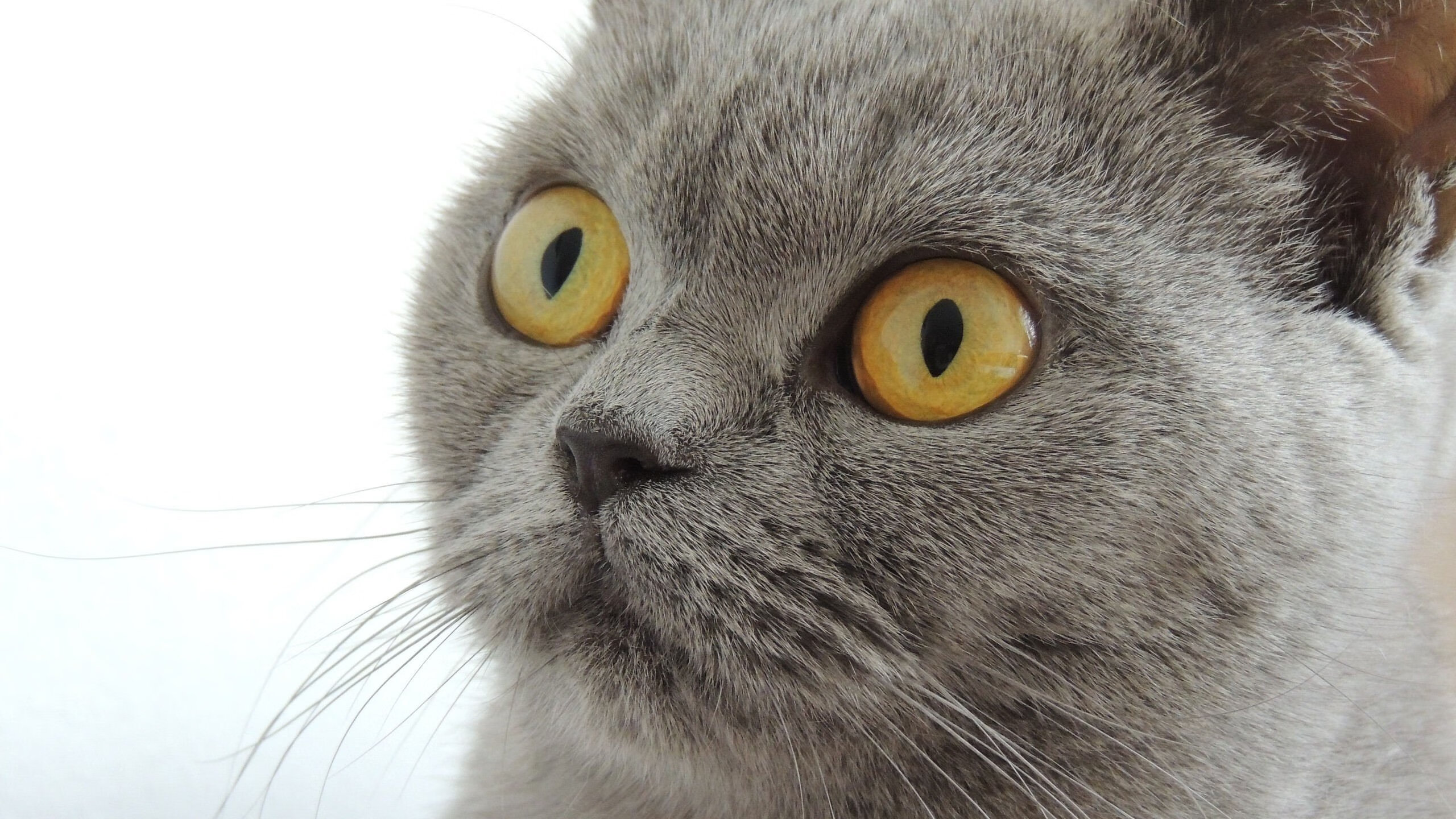 开云中国-五大联赛豪门对弱旅的心态与战术应对分析，五大联赛豪门球队有哪些