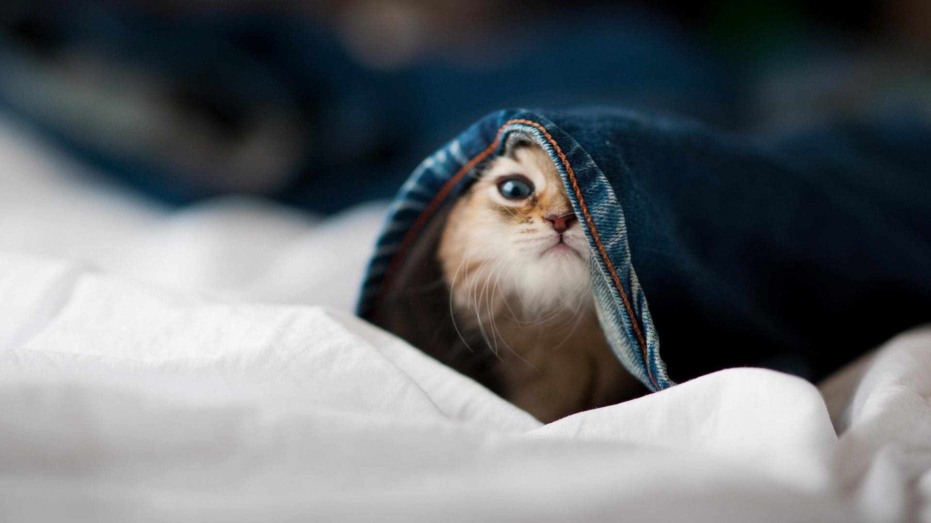 体育新闻中心推动体育视频内容智能剪辑技术研发,体育新闻短视频