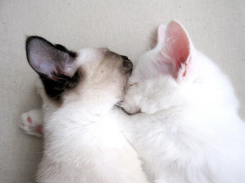 开云体育-搏击台上新战术引发关注，搏击比赛现场精彩讲解