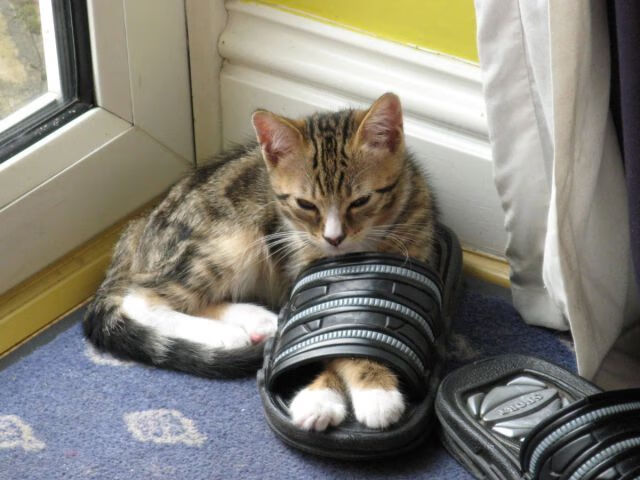 开云中国大陆-新月进军欧陆级别转会市场，欧月新星