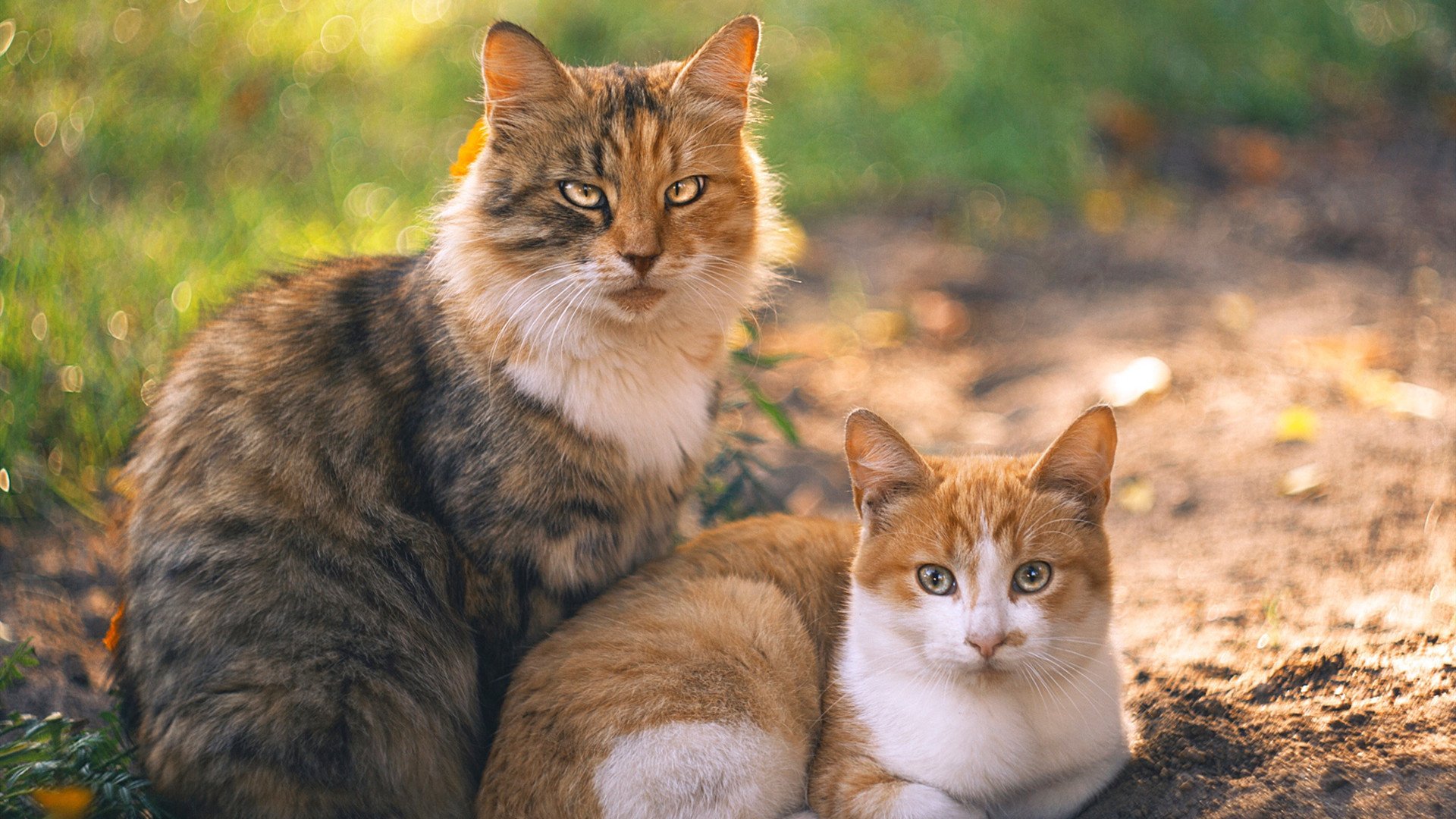 职业球员个人IP塑造未能带动联赛热度,球员职业生涯