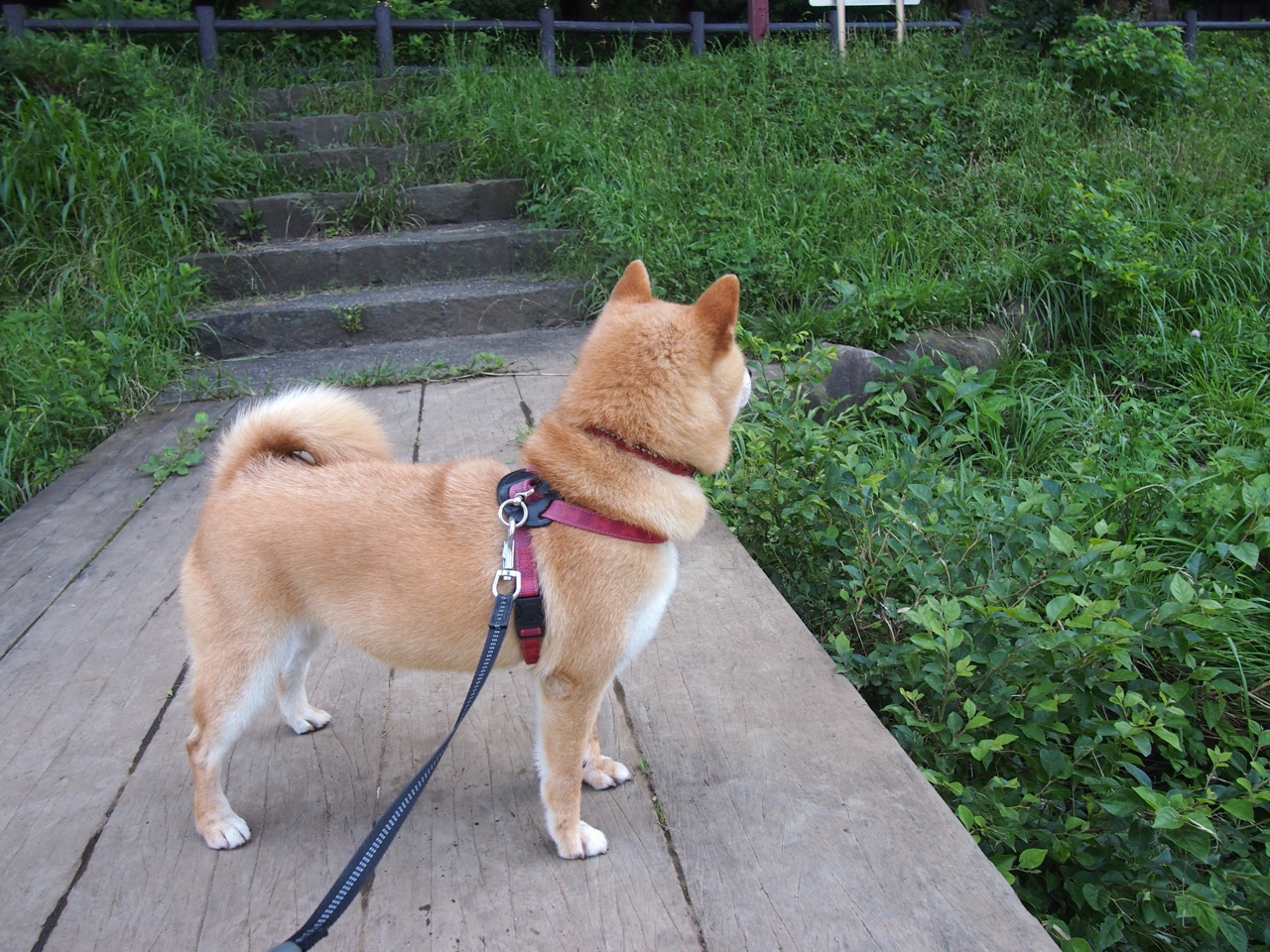 乔·莫伊：全黑队scrum中场的关键角色，推动比赛节奏，乔乔莫伊斯