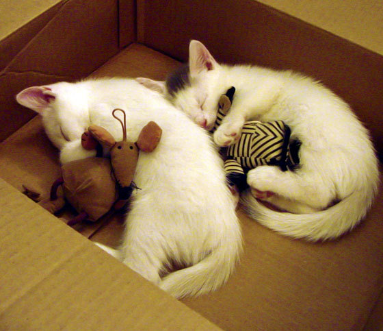 开云·体育官网-塞尔维亚女篮在欧洲锦标赛中表现优异，期待夺得冠军奖杯，塞尔维亚女篮球