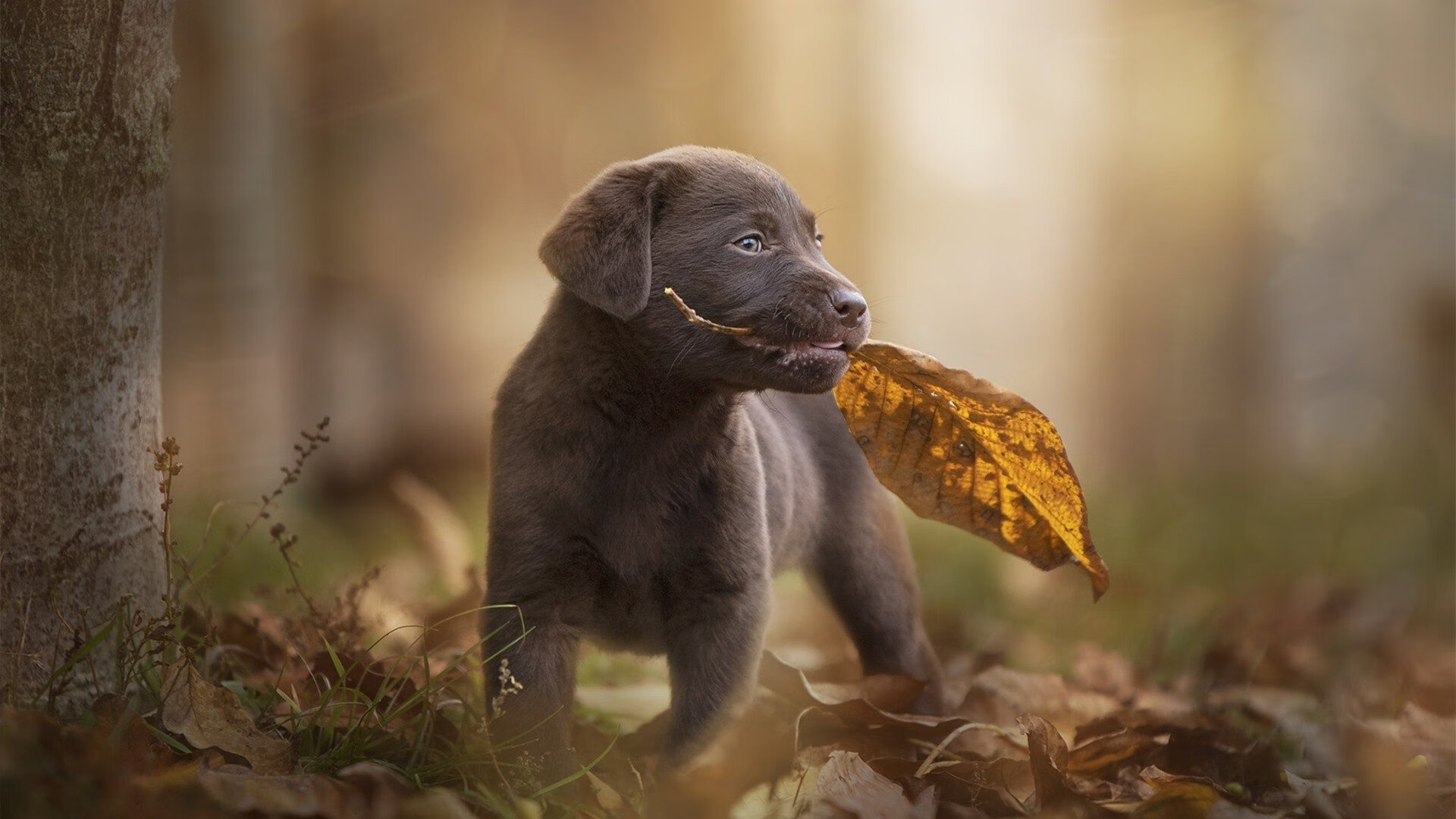 城市联赛设立最具人气球员评选促进球迷互动积极性,城市系列球衣