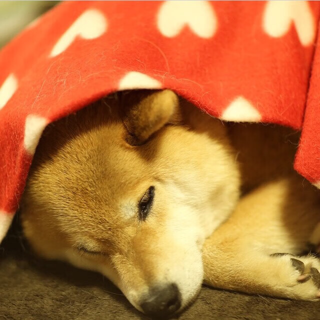 希腊男篮在欧洲锦标赛中实力稳固,期待实现三连冠梦想,希腊男子篮球联赛