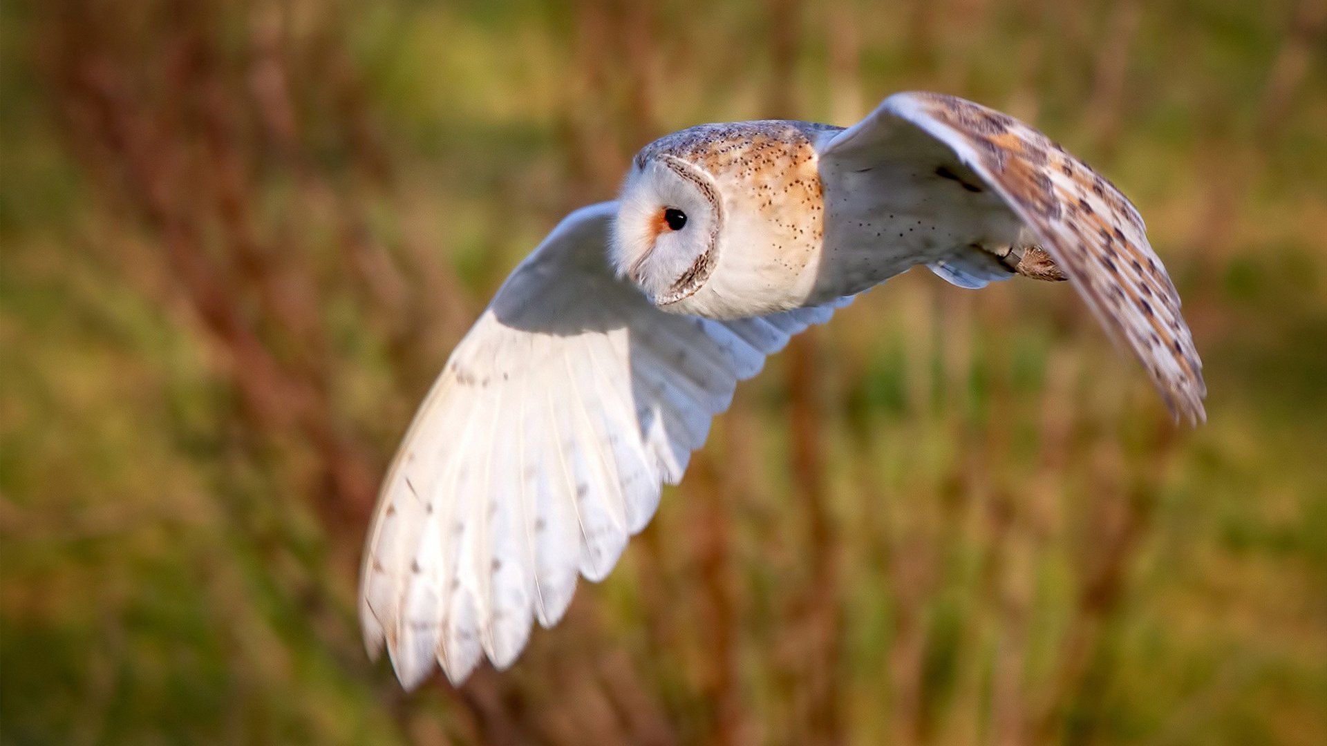 德甲战术多变：布局巧妙，精彩纷呈！，德甲打法特点