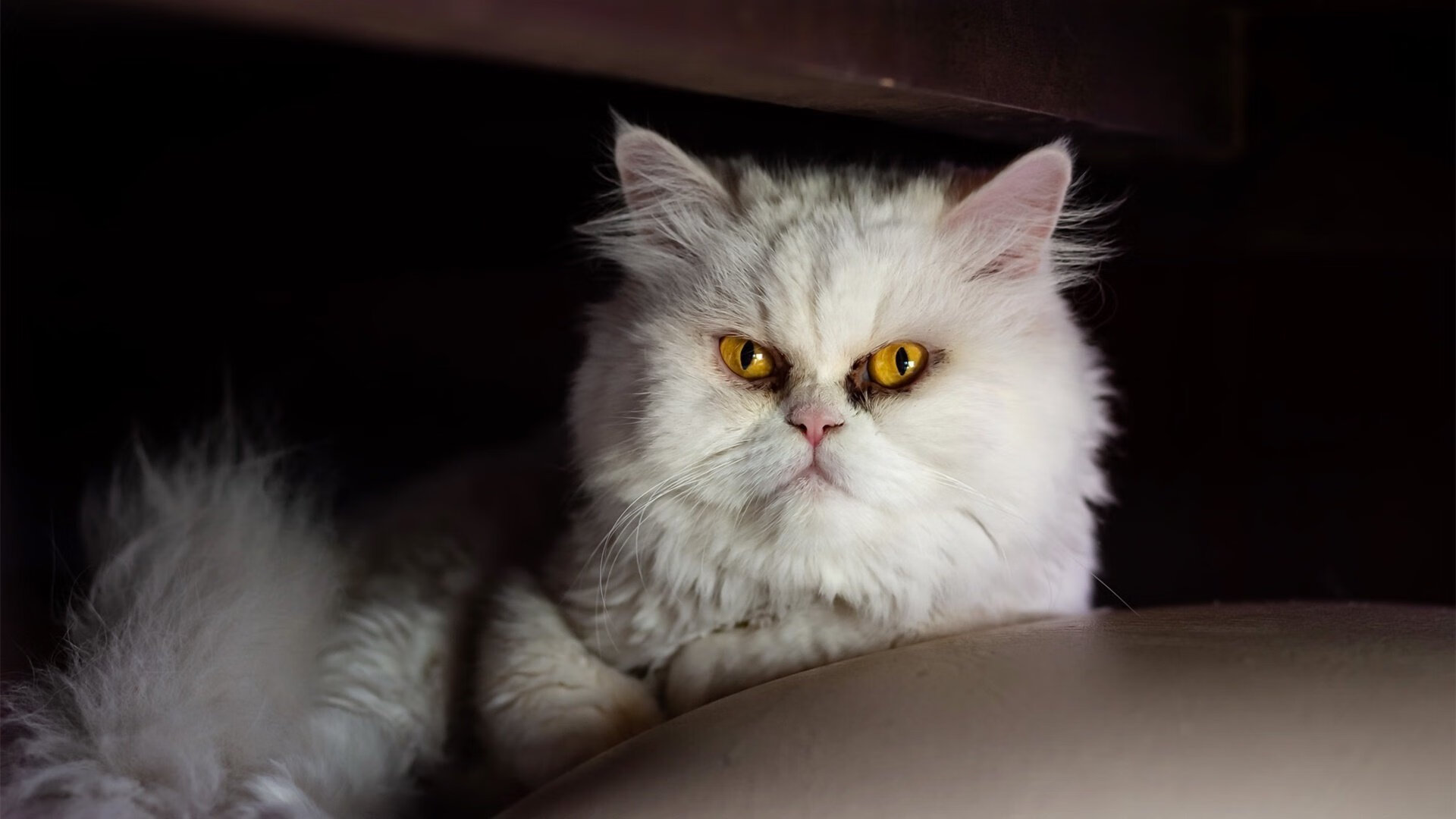 澳大利亚袋鼠队的进攻组织流畅，球员间默契十足，澳大利亚袋鼠竞赛官网