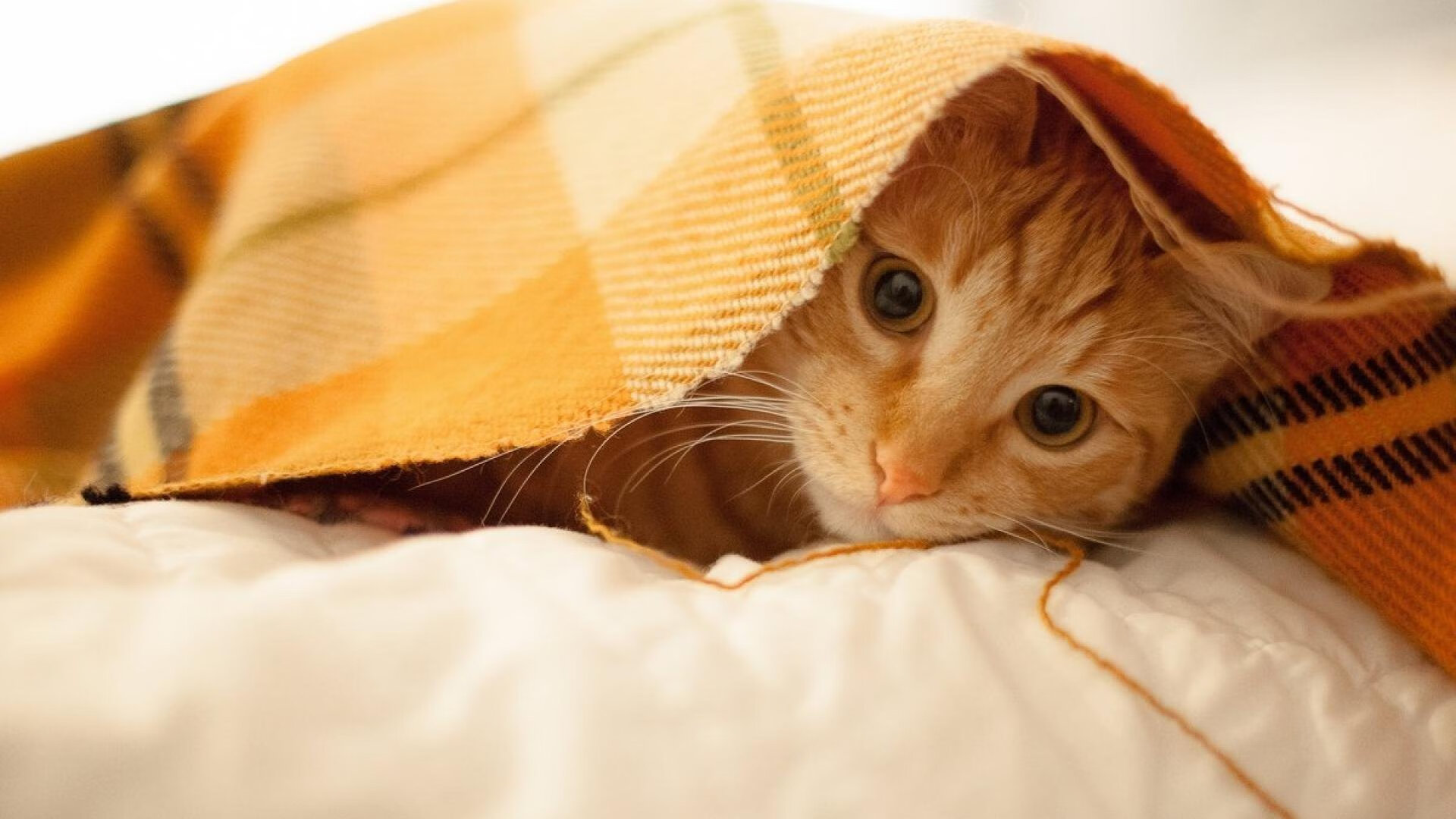 詹姆斯再刷高分率队晋级,詹姆斯即将突破35000分